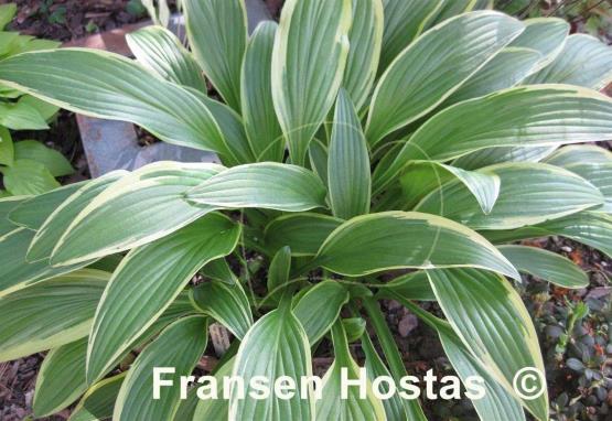 Hosta rectifolia 'Chionea'